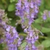 LITTLE TITCH CATMINT 1 LITTLE TITCH CATMINT -Sooner Plant Farm Shop DETA 3497