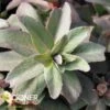 PURPLE EMPEROR SEDUM -Sooner Plant Farm Shop DETA 350
