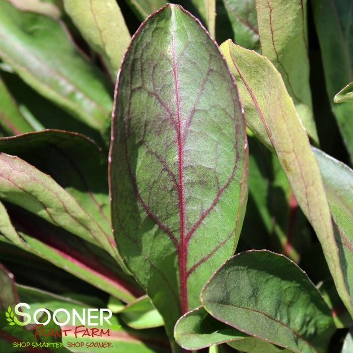 DARK TOWERS BEARDTONGUE 3 DARK TOWERS BEARDTONGUE