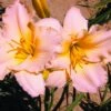 FAIRY TALE PINK DAYLILY 1 FAIRY TALE PINK DAYLILY -Sooner Plant Farm Shop DETA 3501