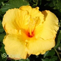 BIG BANG TROPICAL HIBISCUS -Sooner Plant Farm Shop DETA 3504