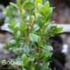 DEE RUNK BOXWOOD -Sooner Plant Farm Shop DETA 3511