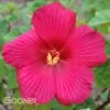 BIG HIT™ RED HARDY HIBISCUS -Sooner Plant Farm Shop DETA 3529