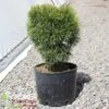BIG TUNA MUGO PINE 1 BIG TUNA MUGO PINE -Sooner Plant Farm Shop DETA 3545