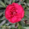 EARLY BIRDâ„¢ RADIANCE DIANTHUS 2 EARLY BIRDâ„¢ RADIANCE DIANTHUS -Sooner Plant Farm Shop DETA 3550