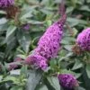 PUGSTER PERIWINKLE® BUTTERFLY BUSH 1 PUGSTER PERIWINKLE® BUTTERFLY BUSH -Sooner Plant Farm Shop DETA 3552