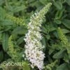 PUGSTER WHITE® BUTTERFLY BUSH -Sooner Plant Farm Shop DETA 3554