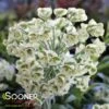 TASMANIAN TIGER EUPHORBIA 1 TASMANIAN TIGER EUPHORBIA -Sooner Plant Farm Shop DETA 356