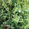 SHADOW SENTRY™ BOXWOOD -Sooner Plant Farm Shop DETA 3562