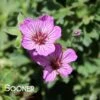 BALLERINA CRANESBILL GERANIUM -Sooner Plant Farm Shop DETA 3575