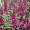 BUZZ® HOT RASPBERRY BUTTERFLY BUSH -Sooner Plant Farm Shop DETA 3578