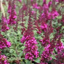 BUZZ® HOT RASPBERRY BUTTERFLY BUSH