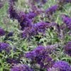 BUZZ® MIDNIGHT BUTTERFLY BUSH -Sooner Plant Farm Shop DETA 3582