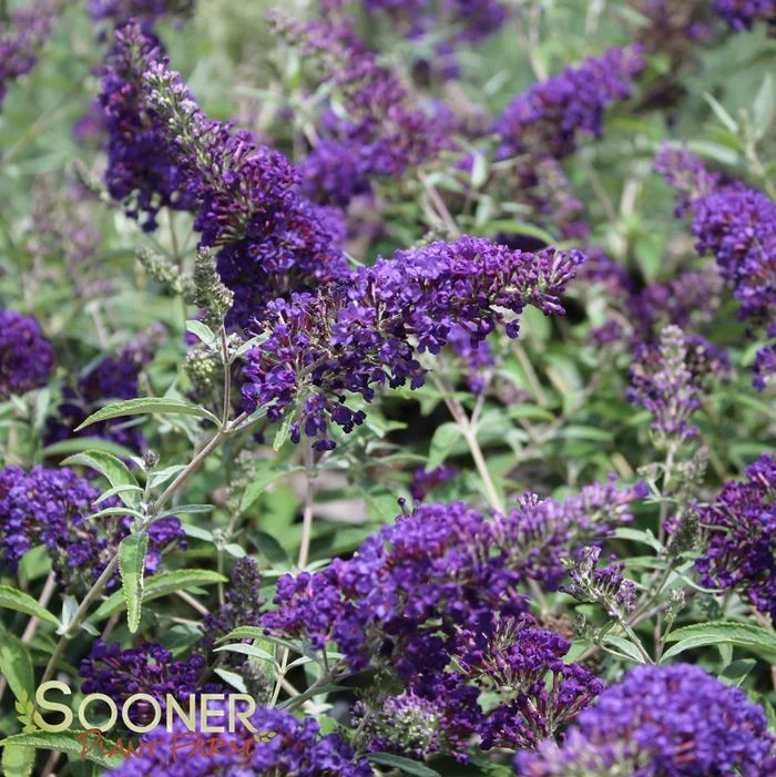 BUZZ® MIDNIGHT BUTTERFLY BUSH 3 BUZZ® MIDNIGHT BUTTERFLY BUSH
