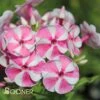 BAMBINIâ„¢ CANDY CRUSH GARDEN PHLOX 1 BAMBINIâ„¢ CANDY CRUSH GARDEN PHLOX -Sooner Plant Farm Shop DETA 3589