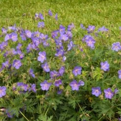 JOHNSON'S BLUE GERANIUM