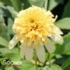 LEMON DROP CONEFLOWER -Sooner Plant Farm Shop DETA 3596