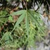 RIBBON LEAF UPRIGHT JAPANESE MAPLE -Sooner Plant Farm Shop DETA 3601