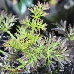 LACED UP® UPRIGHT ELDERBERRY -Sooner Plant Farm Shop DETA 3616