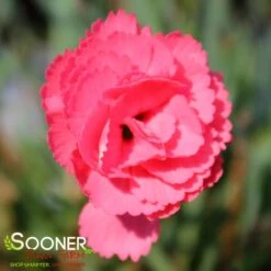 FRUIT PUNCH® CLASSIC CORAL DIANTHUS -Sooner Plant Farm Shop DETA 3633