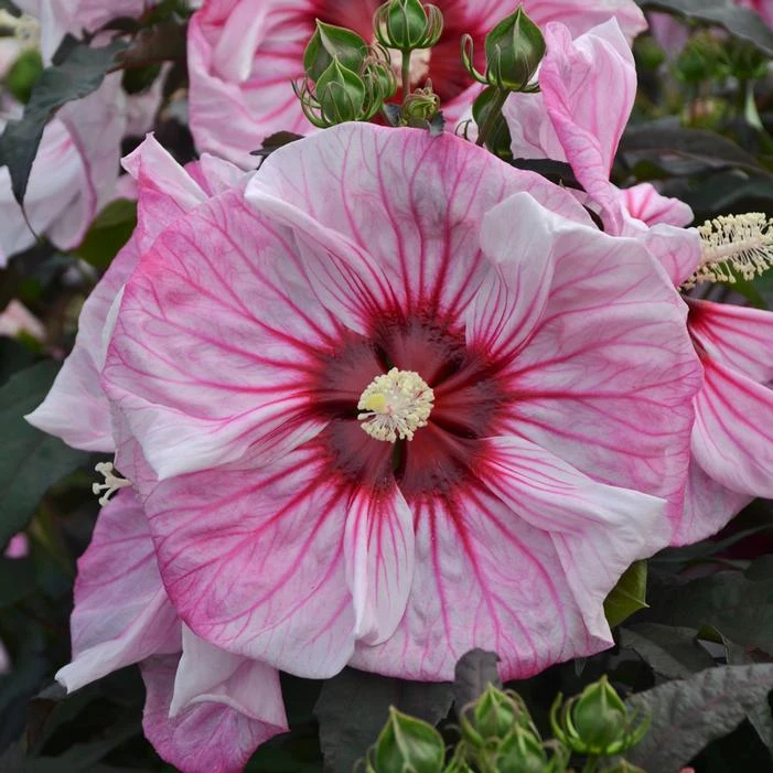 SUMMERIFIC® CHERRY CHOCO LATTE HARDY HIBISCUS 3 SUMMERIFIC® CHERRY CHOCO LATTE HARDY HIBISCUS