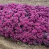ROCK 'N ROUND™ SUPERSTAR SEDUM -Sooner Plant Farm Shop DETA 3647