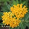 HELLO YELLOW BUTTERFLY MILKWEED -Sooner Plant Farm Shop DETA 3653