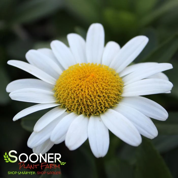 BECKY SHASTA DAISY 4 BECKY SHASTA DAISY - Image 2