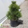 THUNDERHEAD JAPANESE BLACK PINE 1 THUNDERHEAD JAPANESE BLACK PINE -Sooner Plant Farm Shop DETA 3665
