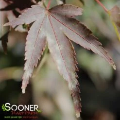 KOTO MARU DWARF UPRIGHT JAPANESE MAPLE