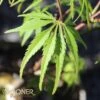 EAGLE CLAW UPRIGHT JAPANESE MAPLE -Sooner Plant Farm Shop DETA 3677
