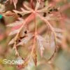 WATNONG DWARF UPRIGHT JAPANESE MAPLE -Sooner Plant Farm Shop DETA 3678