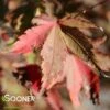 CORAL PINK UPRIGHT JAPANESE MAPLE -Sooner Plant Farm Shop DETA 3685