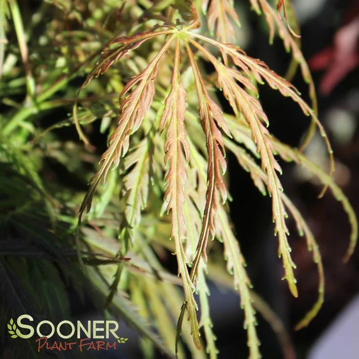 EMMA WEEPING JAPANESE MAPLE 3 EMMA WEEPING JAPANESE MAPLE