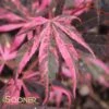 RAINBOW UPRIGHT JAPANESE MAPLE -Sooner Plant Farm Shop DETA 3692