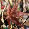 RED FLASH UPRIGHT JAPANESE MAPLE -Sooner Plant Farm Shop DETA 3693