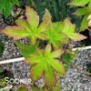 SATSUKI BENI UPRIGHT JAPANESE MAPLE -Sooner Plant Farm Shop DETA 3694