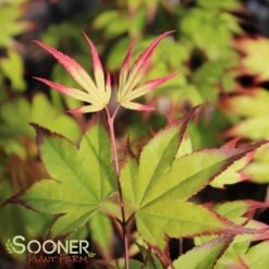 TSUMA GAKI UPRIGHT JAPANESE MAPLE