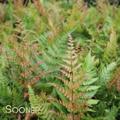 AUTUMN FERN 9 AUTUMN FERN -Sooner Plant Farm Shop DETA 3699