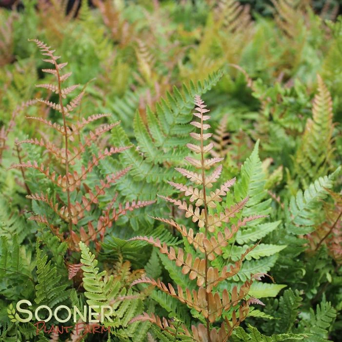 AUTUMN FERN 6 AUTUMN FERN - Image 4