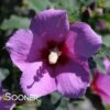 LIL' KIM® VIOLET ALTHEA 1 LIL' KIM® VIOLET ALTHEA -Sooner Plant Farm Shop DETA 3710