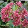 TEMPLE OF BLOOM® SEVEN SON FLOWER -Sooner Plant Farm Shop DETA 3736