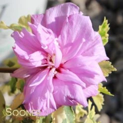 SUGAR TIP® GOLD ALTHEA -Sooner Plant Farm Shop DETA 3737