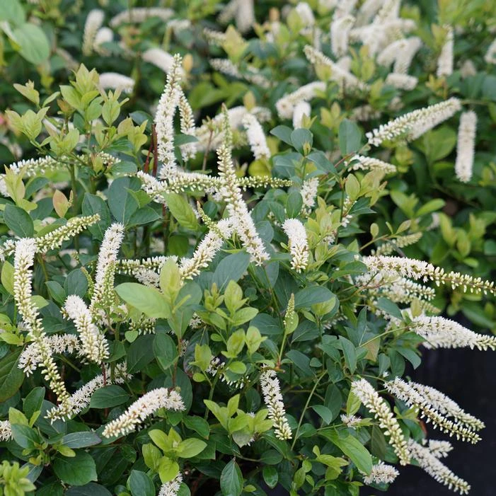 SCENTLANDIA® SWEETSPIRE 3 SCENTLANDIA® SWEETSPIRE