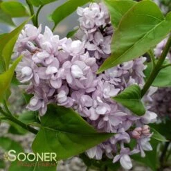 SCENTARA® DOUBLE BLUE LILAC -Sooner Plant Farm Shop DETA 3748