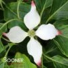 BIG APPLE KOUSA DOGWOOD 2 BIG APPLE KOUSA DOGWOOD -Sooner Plant Farm Shop DETA 3755