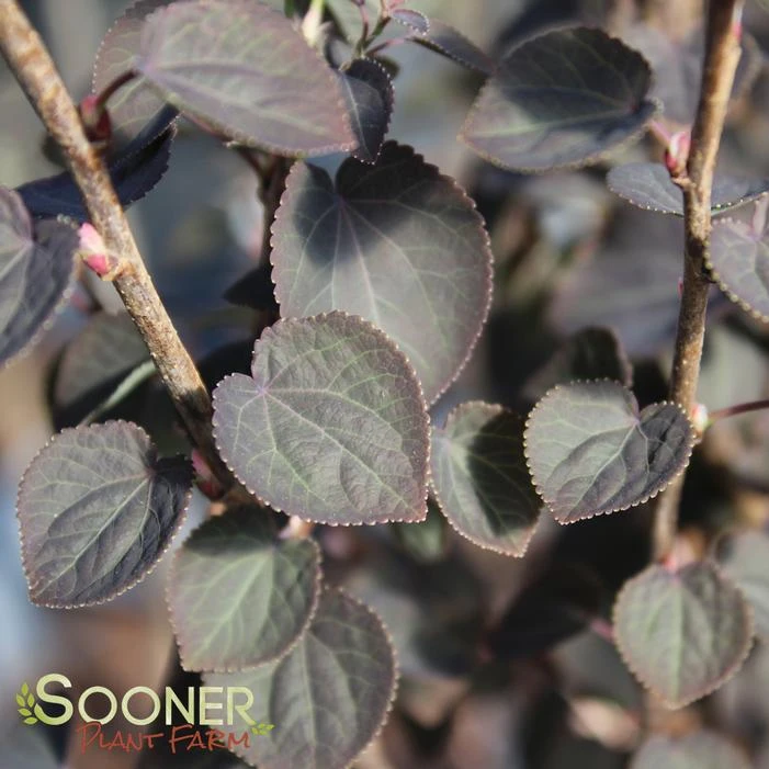 RED FOX KATSURA TREE 3 RED FOX KATSURA TREE