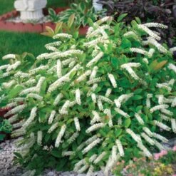 LITTLE HENRY® SWEETSPIRE -Sooner Plant Farm Shop DETA 376