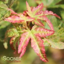 AKA KAWA HIME UPRIGHT JAPANESE MAPLE