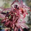 WINTER'S RED UPRIGHT JAPANESE MAPLE 2 WINTER'S RED UPRIGHT JAPANESE MAPLE -Sooner Plant Farm Shop DETA 3766